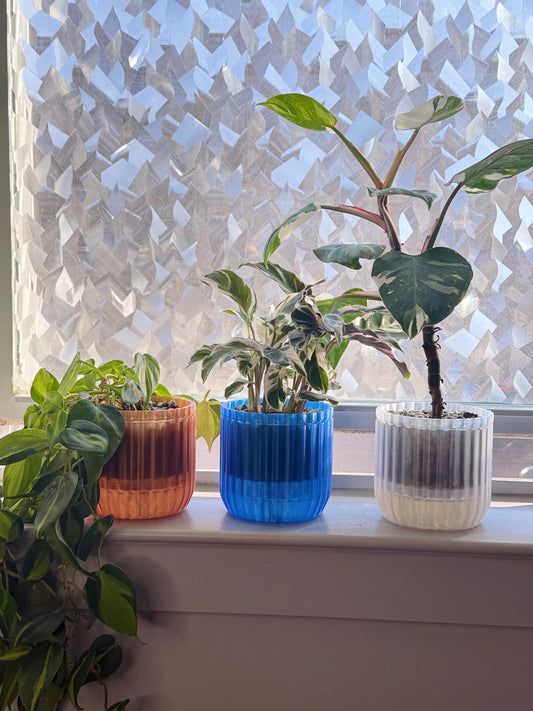 Monk Houseplant Kit