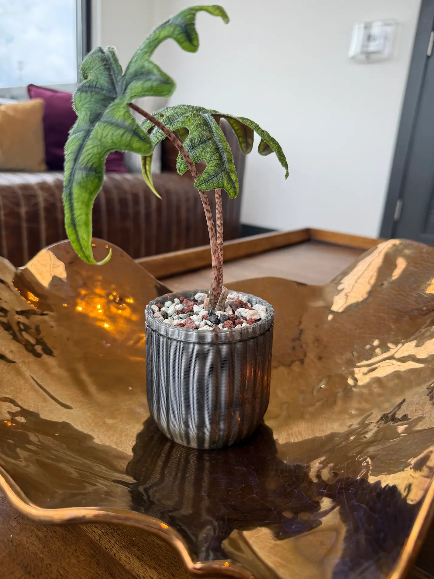 Small potted plant on a reflective surface 