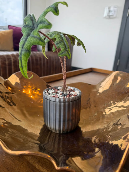 Small potted plant on a reflective surface 